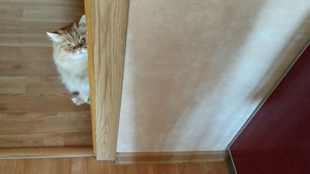 Хитрый кот.mp4