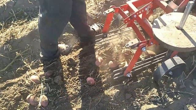Испытание,настройка переделанной картофелекопалки для мотоблока Мотор Сич.Урожай 2022.