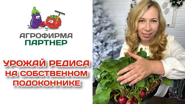 Урожай редиса на собственном подоконнике