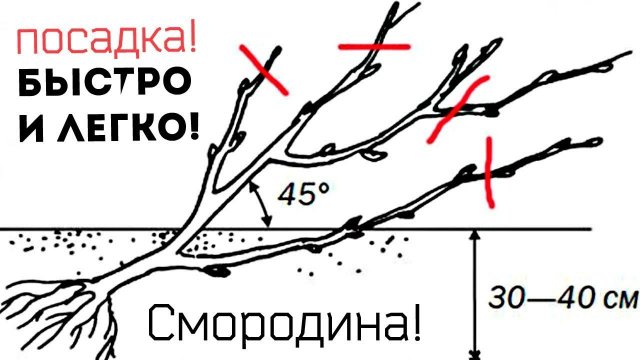 Самый лучший и простой способ посадки смородины осенью! Как посадить смородину осенью?