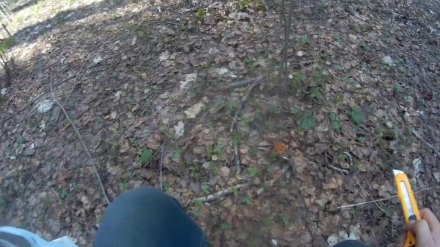 Собираем весенние грибы