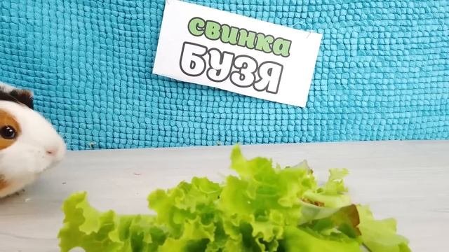 Свинки БУЗЯ и КУЗЯ тестируют ГОРКУ ПОЖИРАТЕЛЬ в реальной жизни