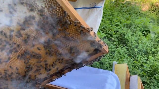 Пчеловодство | Как найти матку в улье