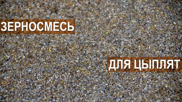 Рацион для цыплят. Состав самодельного корма. Рекомендации Сергея Матрипула