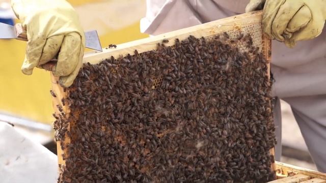Начинающему пчеловоду. Многоматочное содержание пчел. Ускоренное развитие пчелосемей.