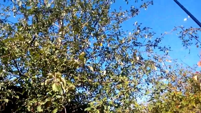 Плодосъемник для яблок Приспособление из бутылки 2л