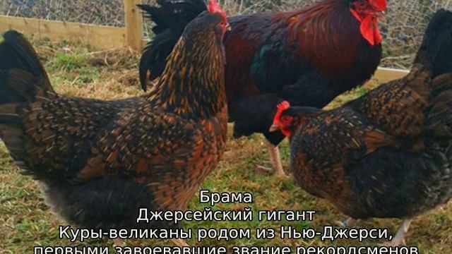 Мясные породы кур