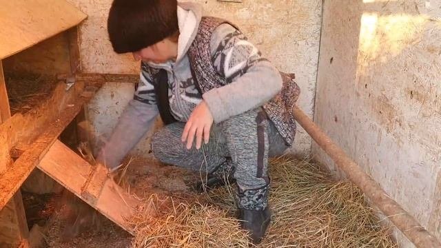 Бесплатный обогрев курятника// Самое дешёвое отопление для зимы для кур