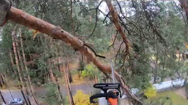 как спилить дерево. арбористика. валка сложный деревьев. Ленинградская область.