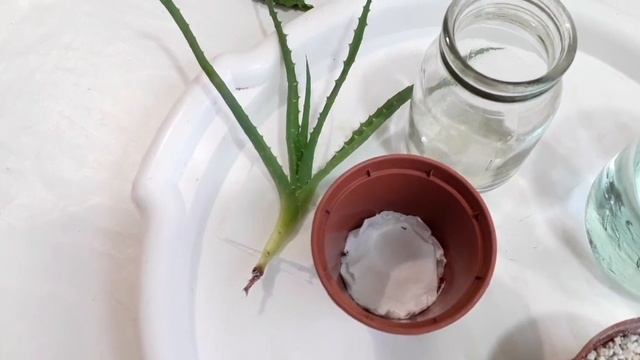 укореняем верхушку алоэ
