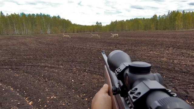 Шикарный выход косуль на номер! Как я мог промазать?