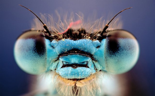 Звук стрекозы.| Звуки насекомых | The sound of a dragonfly in flight.