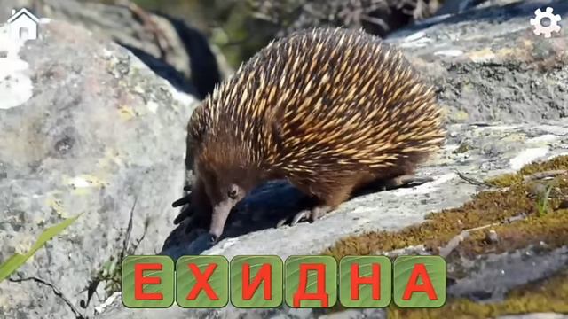 Читаем по слогам. Аист