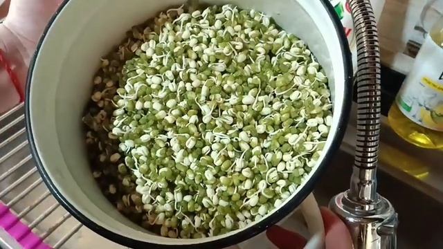 Как прорастить маш для салата!
