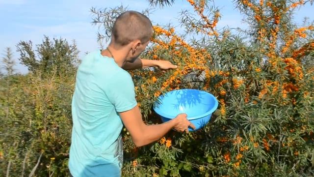 Сбор облепихи, лучший способ