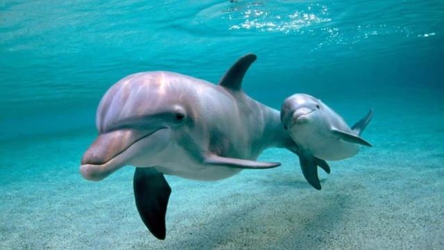 Savvas Savva (Саввас Савва)– Dolphins delight (Восхищение дельфинов)