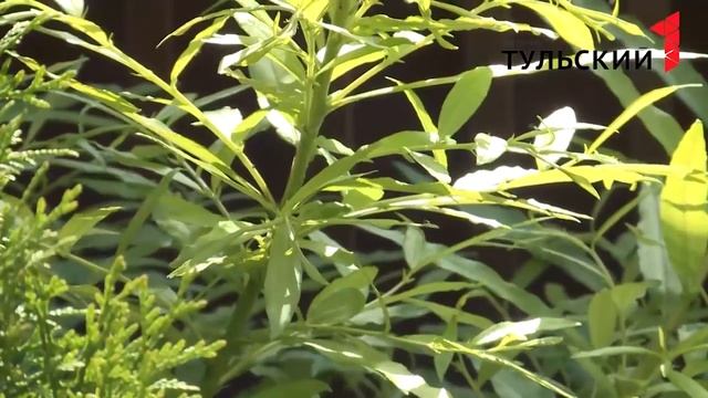 Разновидности ивы часть 2