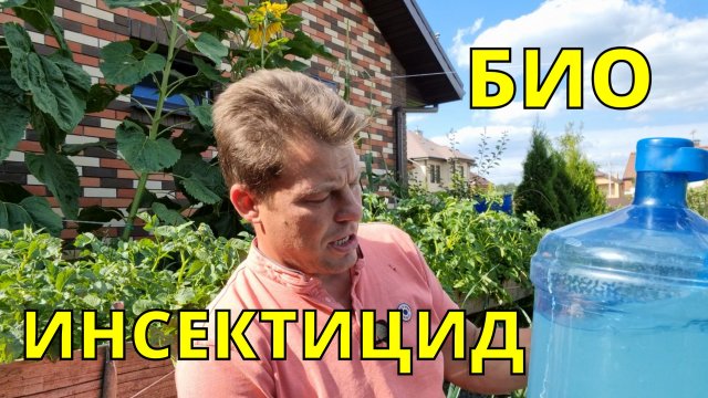 "хищный" гриб БОВЕРИЯ, как я его применяю против хруща, колорадского жука и проволочника в одном фла