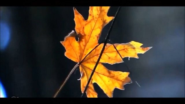 ОСЕНЬ ЖИЗНИ - ВЛАДИМИР АСМОЛОВ