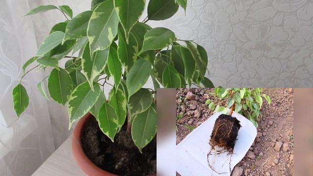 Пересадка фикуса Бенджамина  осенью: нужно ли  нарушать земляной ком
