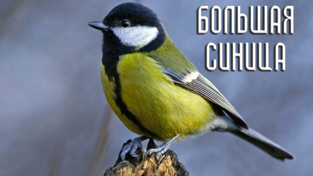 Нелегкая жизнь большой синицы / Птицы России