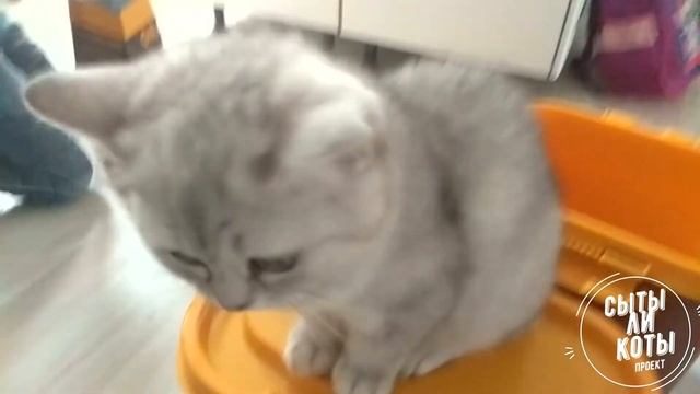 Уход за домашними животными ПРОЕКТ школьный