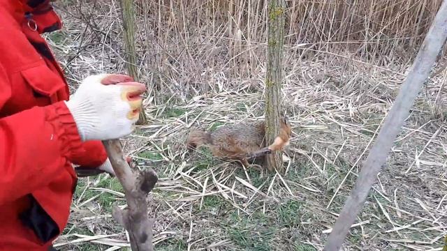 Поймали шакала в капкане!