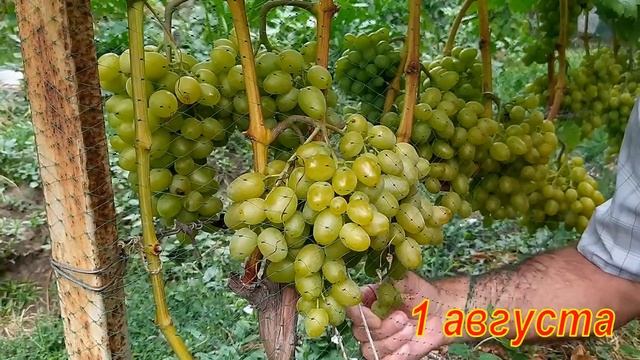 Виноград сорта Гарольд.  Качество опыления и урожай