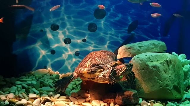 Черепаха и рыбки отлично живут вместе!