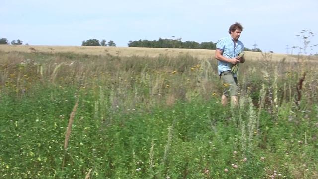 Полынь. Наглядно - как найти и как правильно заготовить.