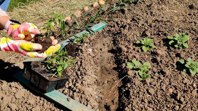 ПРАВИЛЬНАЯ ВЫСАДКА ЛЬВИНОГО ЗЕВА В ОТКРЫТЫЙ ГРУНТ