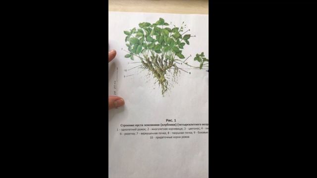 Ботаническое строение клубники (серия 1)