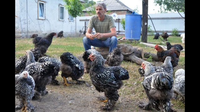 Кокцидиоз и глисты у кур: лечение, профилактика. Матрипула С.Б.