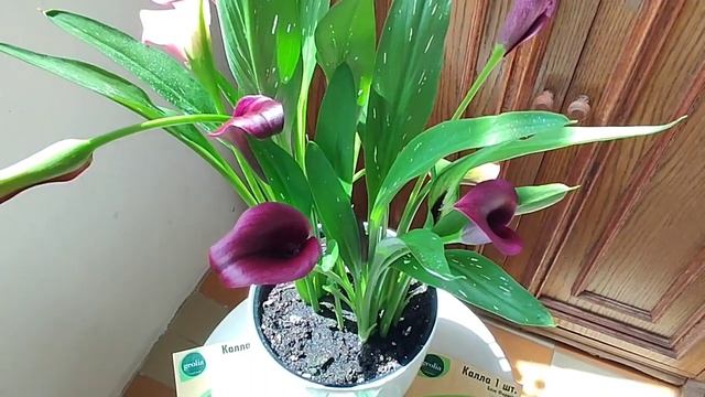 Калла 2023. Цветение в горшке на балконе в домашних условиях. Чем удобряю? Где располагаю? 29 июня