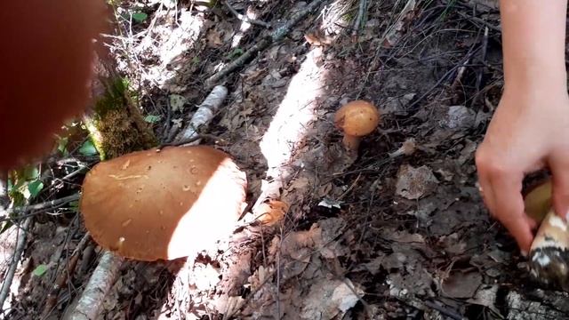 Белые грибы и лисички. Замечательная пицца с грибами!