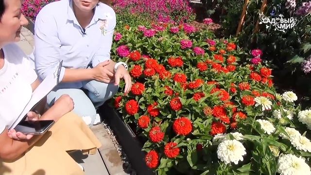 Цинии на рассаду посадите в апреле | Необычные семена махровых циний