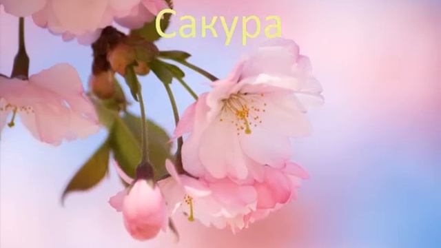 Самые красивые цветы мира - топ 10