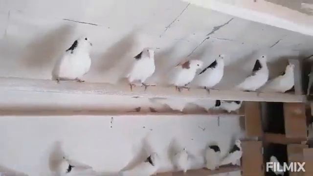 Пермские высоколетные голуби