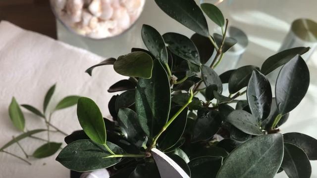 Бонсай-фикус Микрокарпа Гинсенг. Формирование кроны. Ficus Microcarpa Ginseng