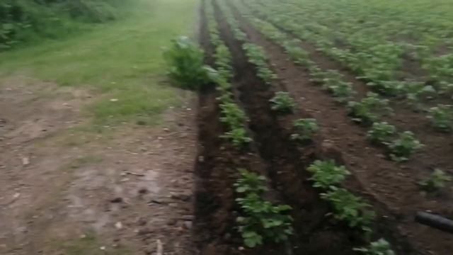 Второе окучивание картофеля мотоблоком Нев