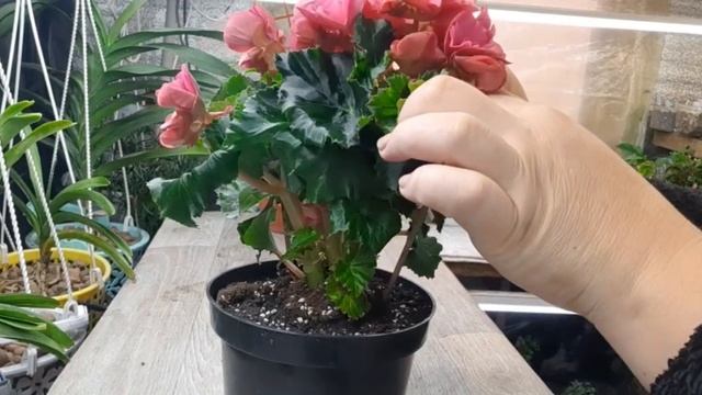 БЕГОНИЯ ЭЛАТИОР ПЕРЕСАДКА,РАЗМНОЖЕНИЕ С ЛИСТОЧКА!