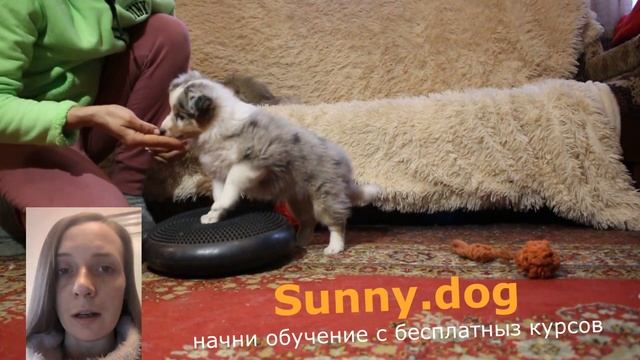 первые дни и часы в новом доме щенок. Как правильно  быть с щенком в первые часы дома