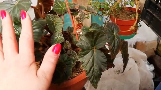 БЕГОНИЯ. Основной уход весной. Формируем бегонию методом прищипки