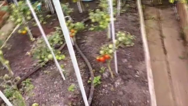 ТЕПЛИЦА И СВЕТ: разбираемся, зачем искусственное освещение в парниках