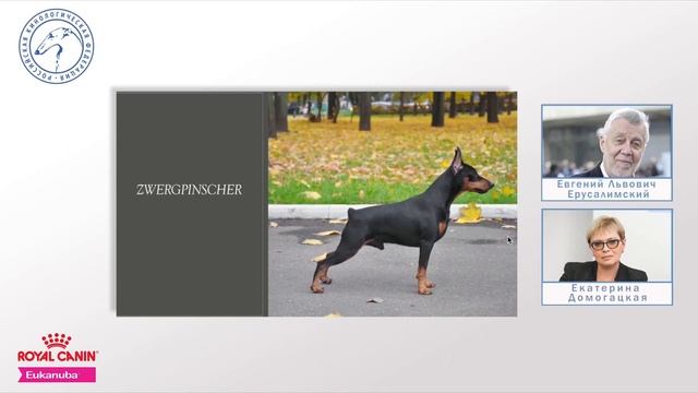 Цвергпинчер. Стандарт породы