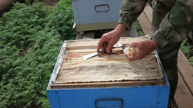 Запасные неплодные матки