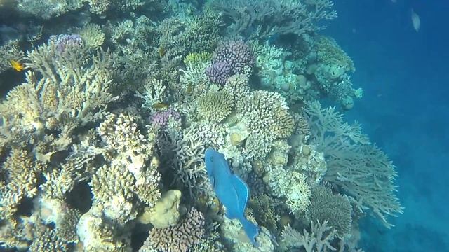 РЫБЫ КРАСНОГО МОРЯ С НАЗВАНИЯМИ| Египет, Хургада 2020