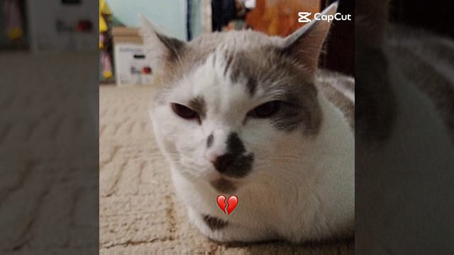 😼🕶️