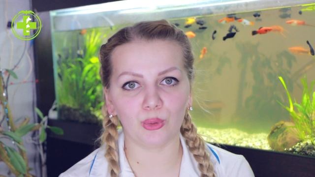 Стоит ли заводить белку дома? // Советы Ветеринара // Сеть Ветклиник Био-Вет