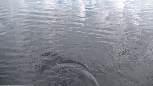 Рыбалка с Ночёвкой! Огромная Щука и Окунь на Спиннинг! Такую Рыбалку  Мы не забудем Никогда!Часть 1